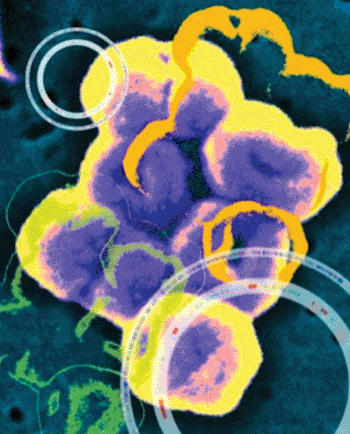 图片：鲍氏不动杆菌的扫描电子显微镜图像，显示其基因组（外圈）和异型岛序列（内圈，红色）（照片由美国疾病控制中心的 J. Carr、以及耶鲁大学的T. Gianoulis 和 D. Massa 提供）